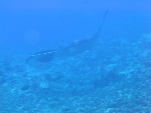 IMG_3921