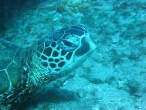 IMG_4000