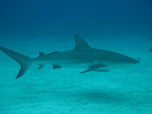IMG_0674