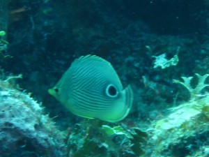 IMG_0705
