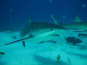 IMG_0890