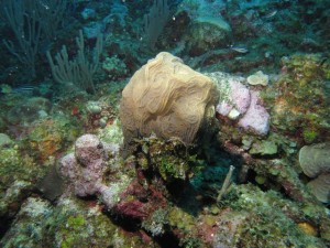 BDS Dive 2 012