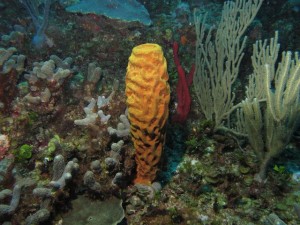 BDS Dive 2 014