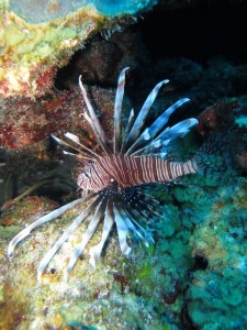 BDS Dive 2 042