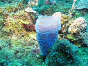 BDS Dive 2 062