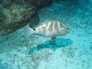 BDS Dive's 012