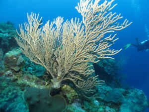 BDS Dive's 023