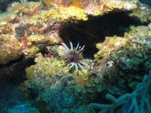 BDS Dive's 028