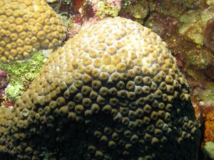 BDS Dive's 035