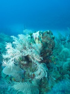 BDS Dive's 044
