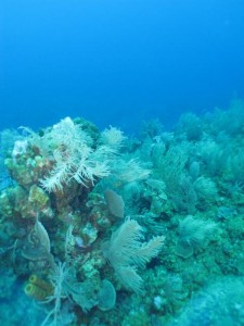 BDS Dive's 045