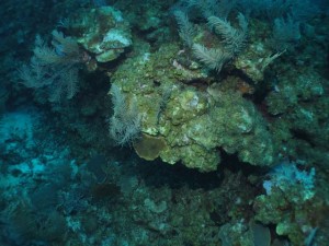 BDS Dive's 059