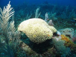 BDS Dive's 061