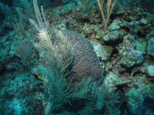 BDS Dive's 066
