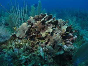 BDS Dive's 068