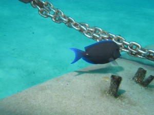 Frenchie's Dive 3 055