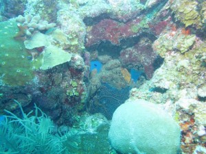 Frenchie's Dive 3 065
