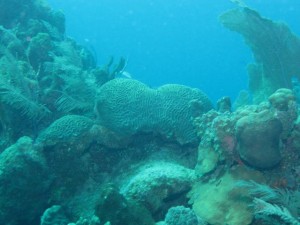 Frenchie's Dive 3 107