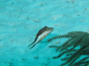 Frenchie's Dive 3 129