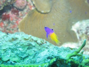 Frenchie's Dive 3 157