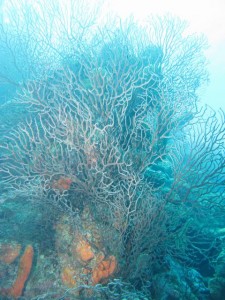 Frenchie's Dive 3 162