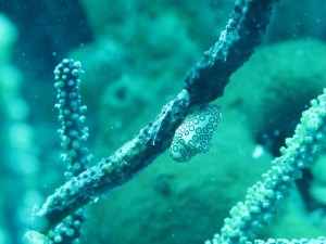 Frenchie's Dive 3 169