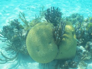 Snorkeling 020