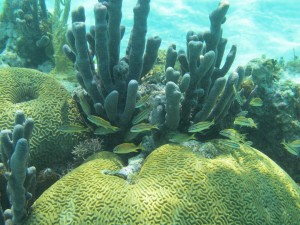 Snorkeling 022