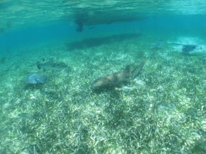 Snorkeling 031
