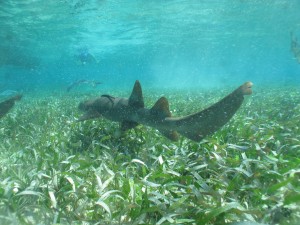 Snorkeling 042