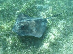 Snorkeling 063