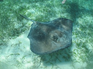 Snorkeling 068